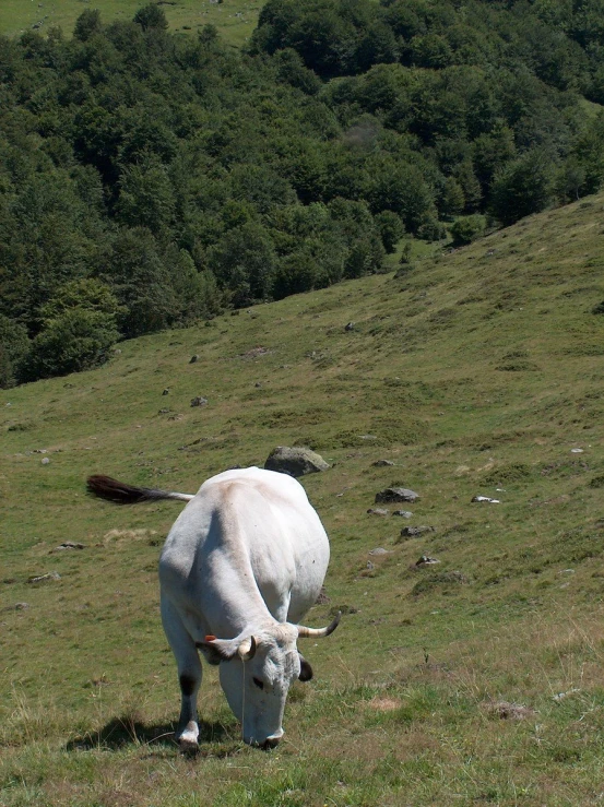 a cow is grazing in the field on a windy day