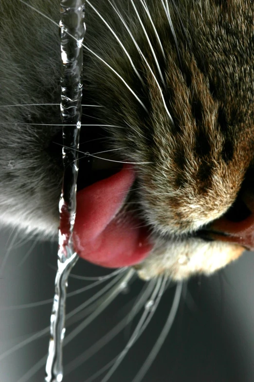 a closeup of a cat drinking water