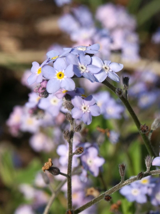small blue flowers with yellow centers in the middle