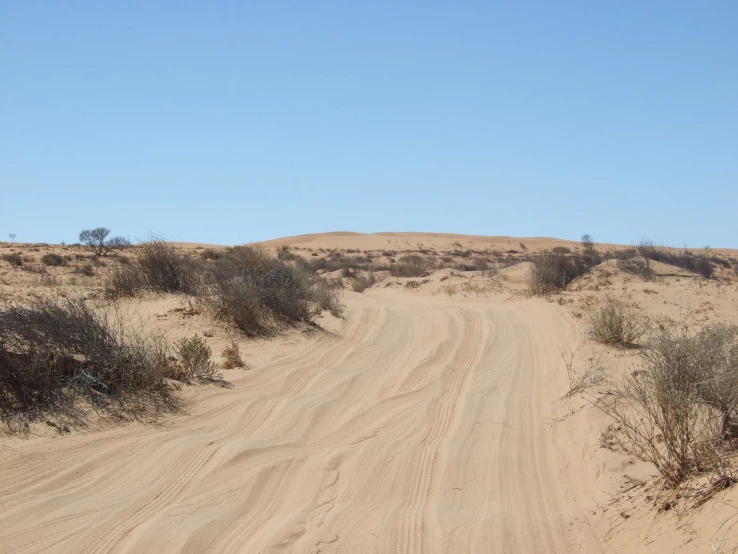 a sandy road with some trees and bushes