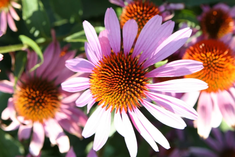 several pink flowers blooming in the sunny sunshine