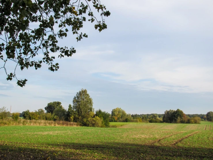 a field of grass with some trees in the distance