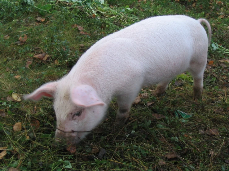 a pig that is standing in some grass