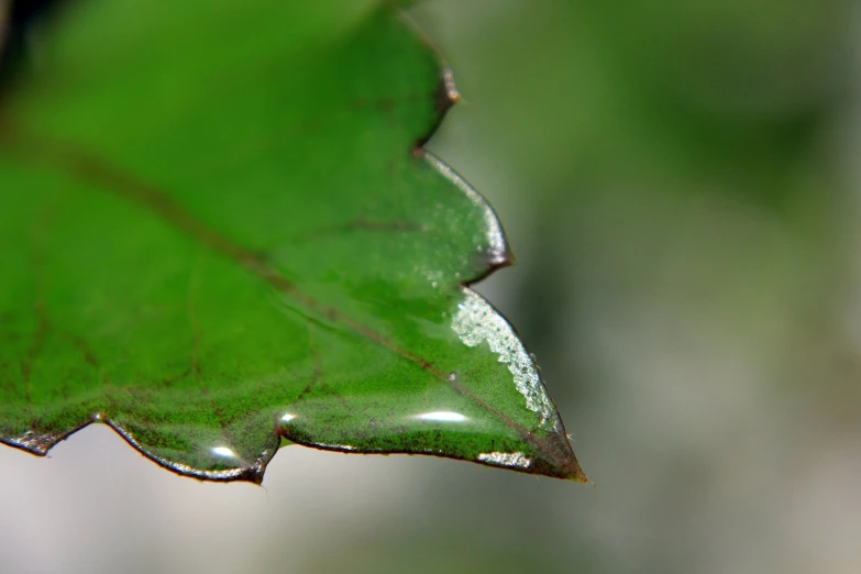 water on top of a leaf with small drops of water all over the leaves