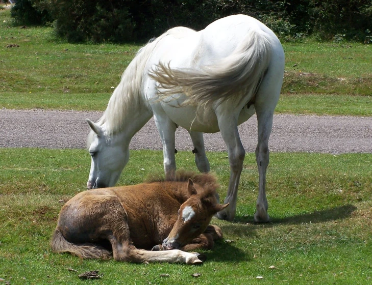 two horses standing and laying on the grass