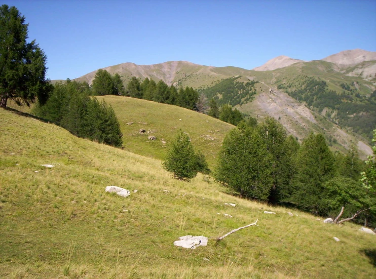 a grassy, grassy hillside in the mountains surrounded by trees