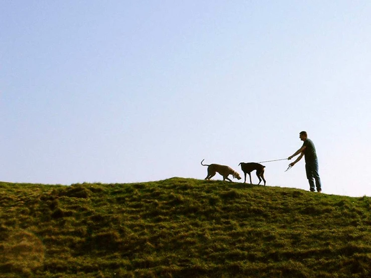 a man holding a leash on top of a hill with two dogs