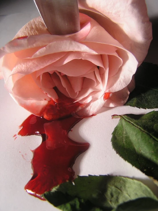 a broken flower has fallen apart on a white table