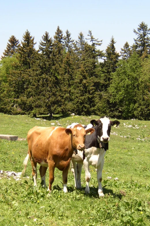 two cows standing near each other in a field