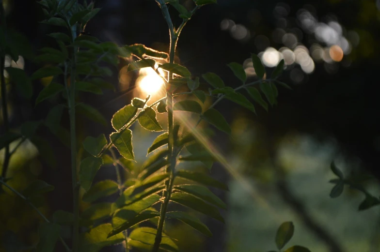 the sun shines through the leaves of a plant