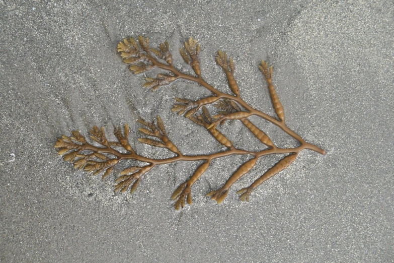 a nch is laying on the beach sand