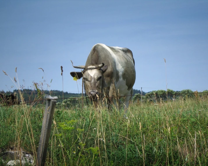 a cow eating grass in an open pasture