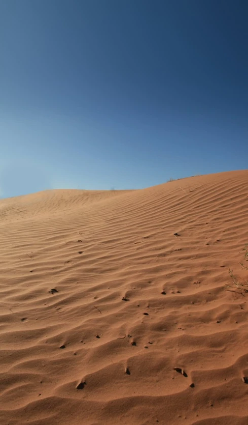 a single tree grows out of the sand