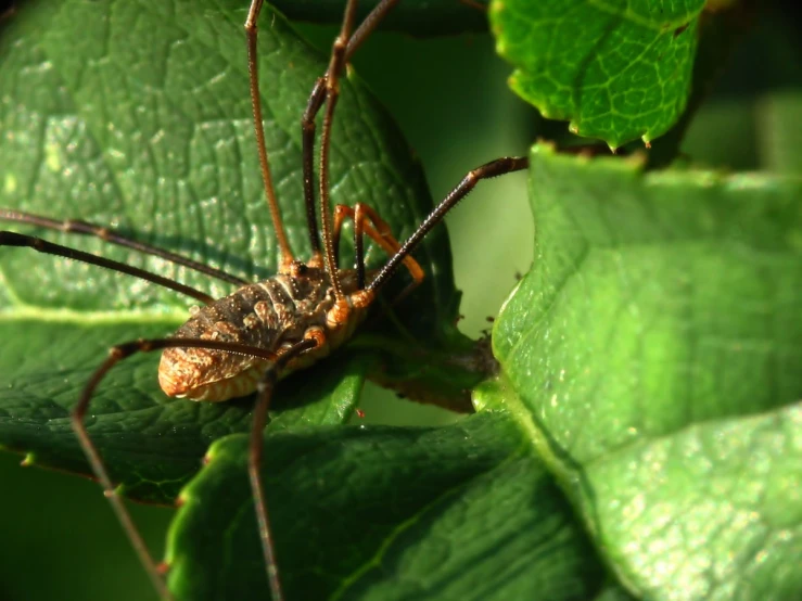 a brown spider is sitting on top of leaves