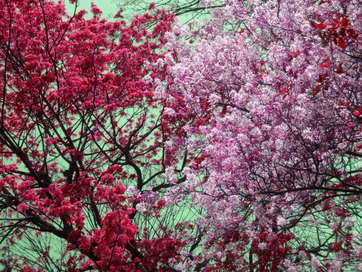 a red tree and other trees with some leaves