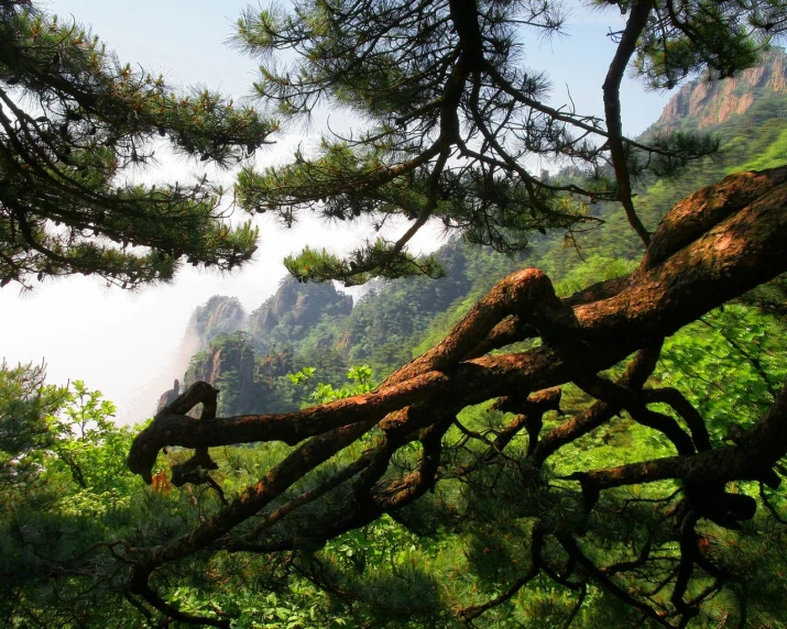 large nches hanging from trees near mountains on a mountain side