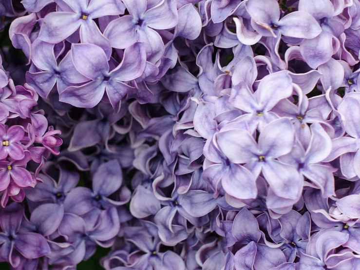 purple flowers in the middle of many petals