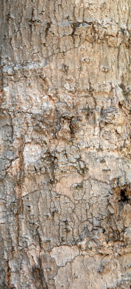 a close up view of the bark on a tree