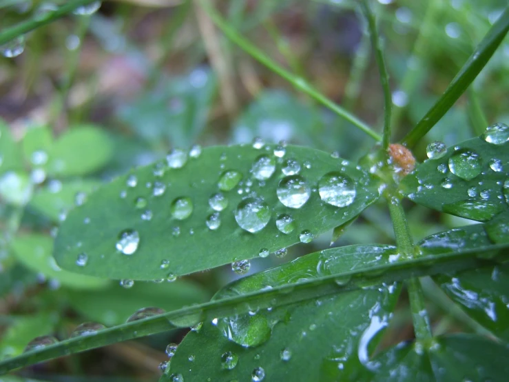 the leaves and dew are hanging off of them