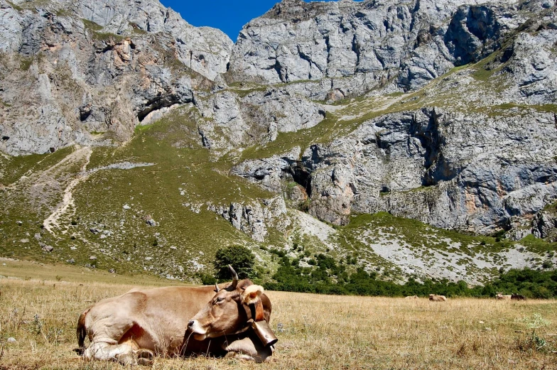 the cow is lying down in the middle of the field