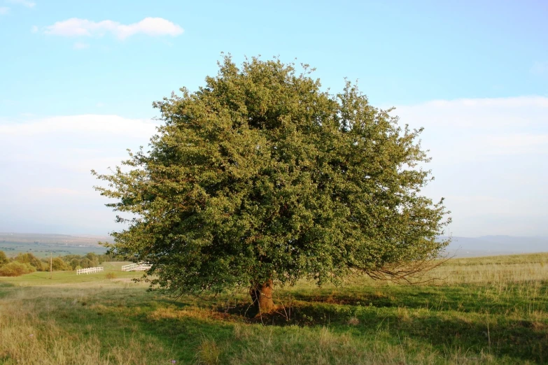 a large tree standing on top of a lush green field