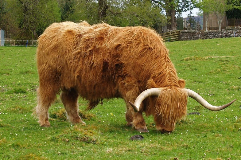 this wooly animal is grazing on grass