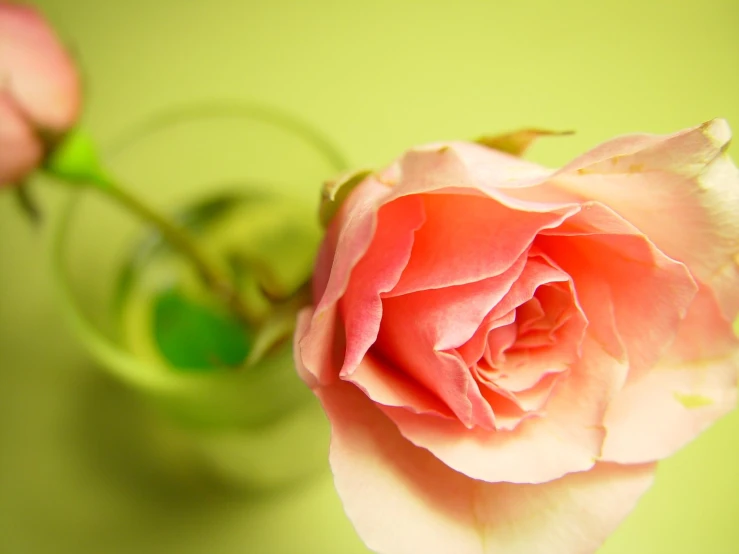 a single pink rose sits in a vase of water