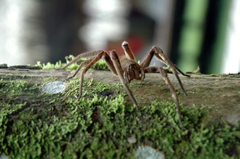 a spider is sitting on a moss covered log