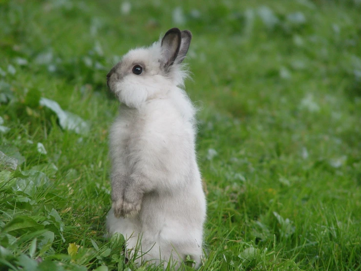 a small baby rabbit is sitting in the grass