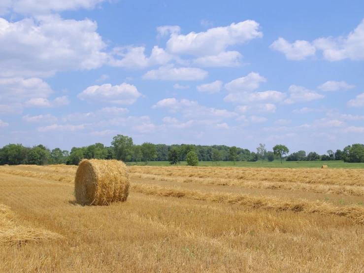 a yellow grassy field with some hay in the middle