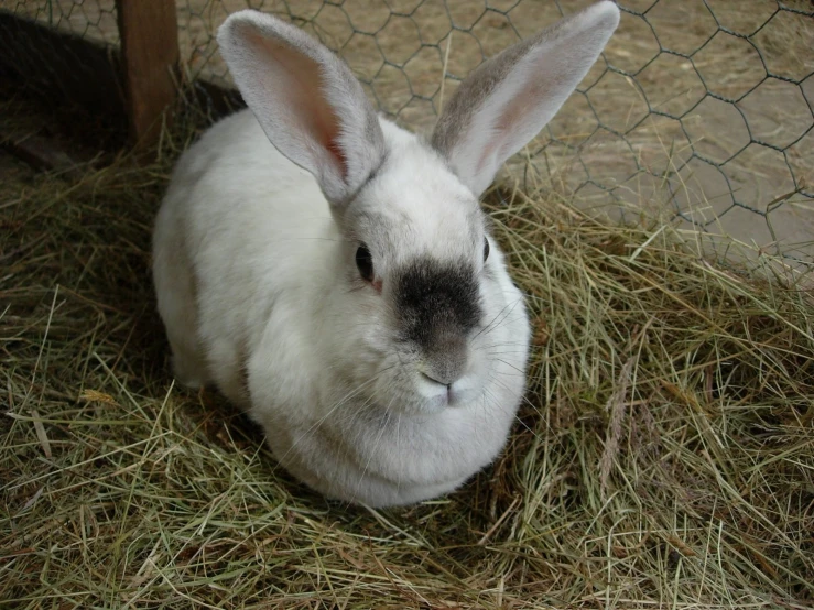 a white and black rabbit is laying down