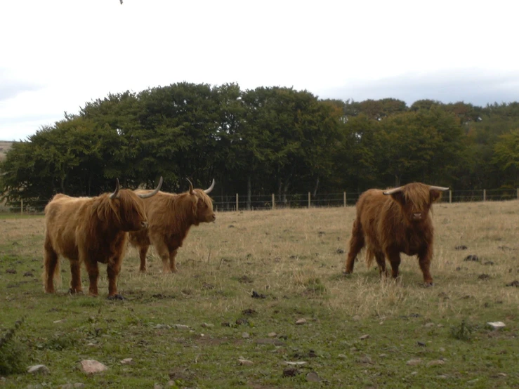 two brown cows standing in a grass covered field