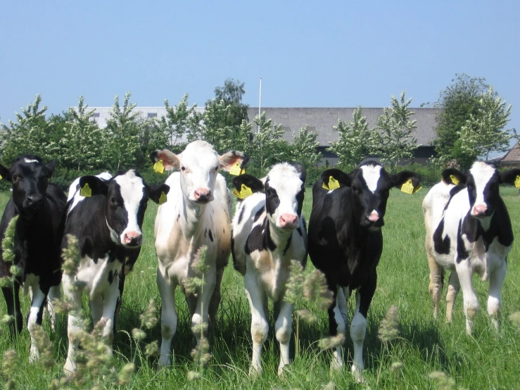 a large group of black and white cows standing in a field