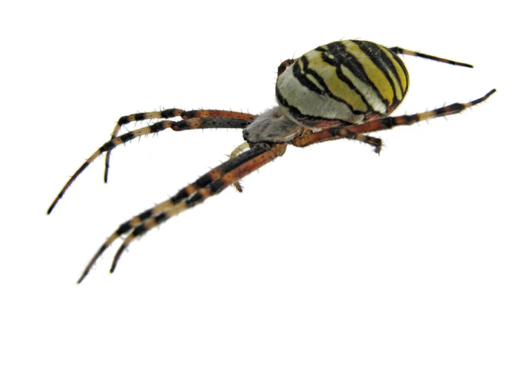a striped spider sits on its back end