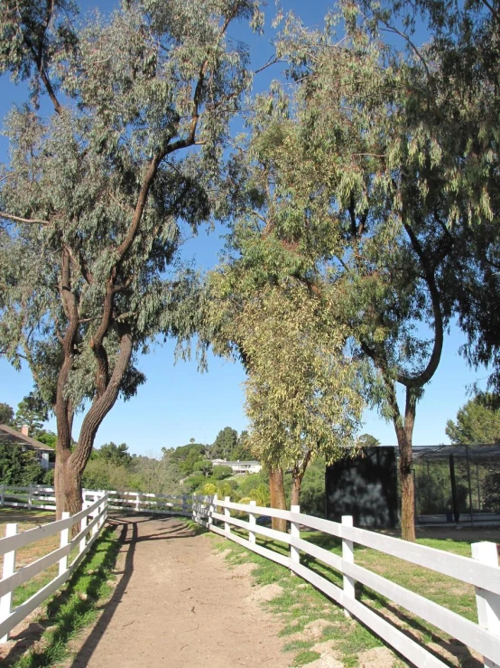 trees line the sides of the fence on this dirt path