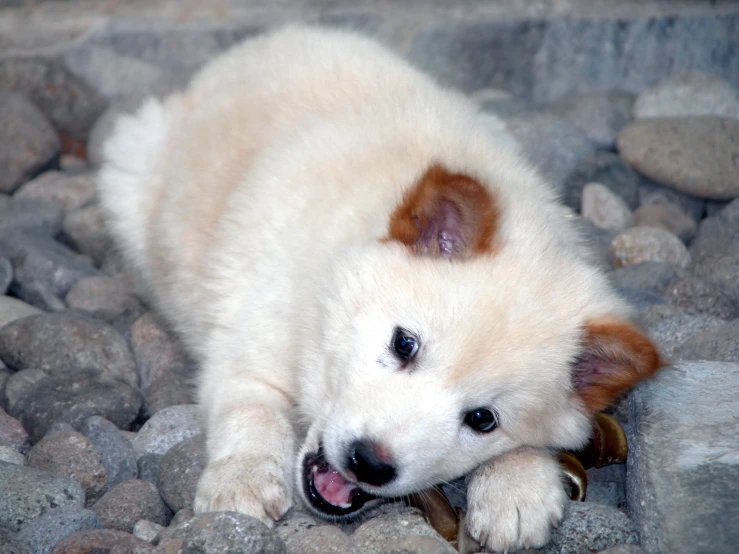 a small white puppy chewing on a shoe