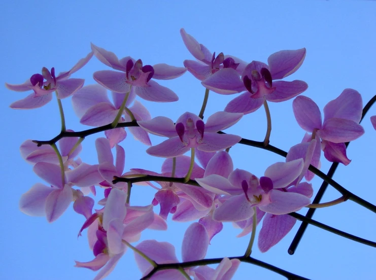 a nch of purple flowers with sky in background