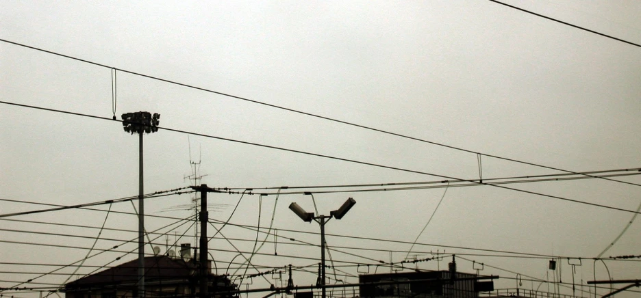 power lines on a foggy day and three birds