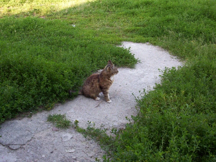 cat sitting in a grassy area on the sidewalk