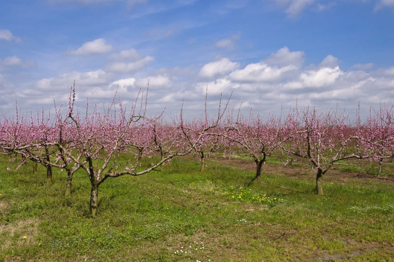 a field filled with lots of pink blossoms