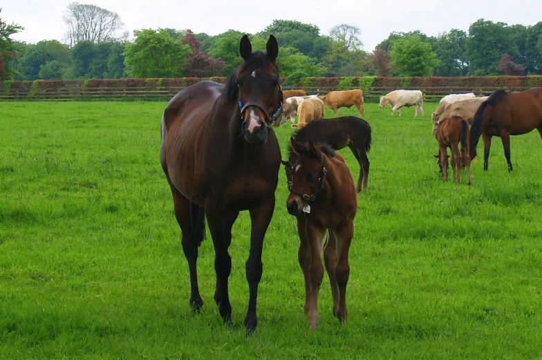 a baby horse walking beside its mother in the pasture