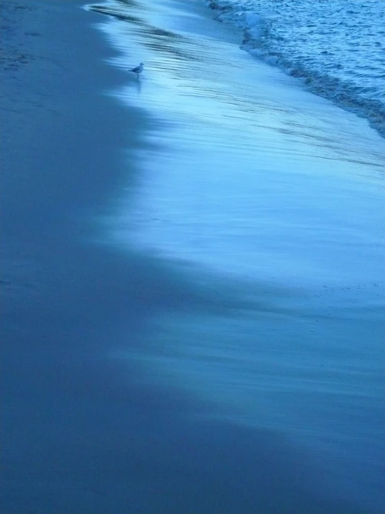 a dog is at the ocean beach and there are wave coming in