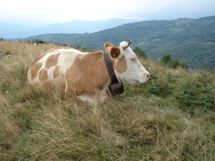 a large cow with bell in an open area