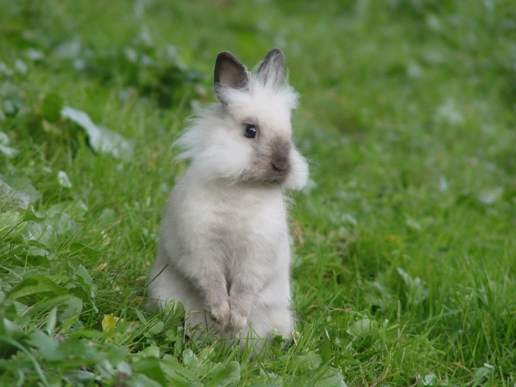 an adorable little rabbit standing on the grass