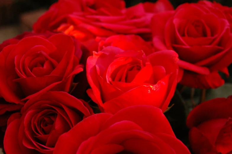 closeup of red roses in a bouquet