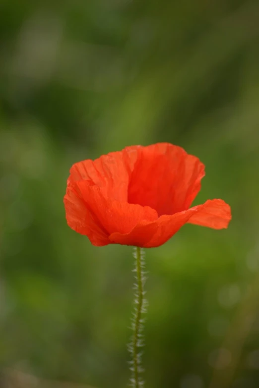 a red flower is shown on a green plant