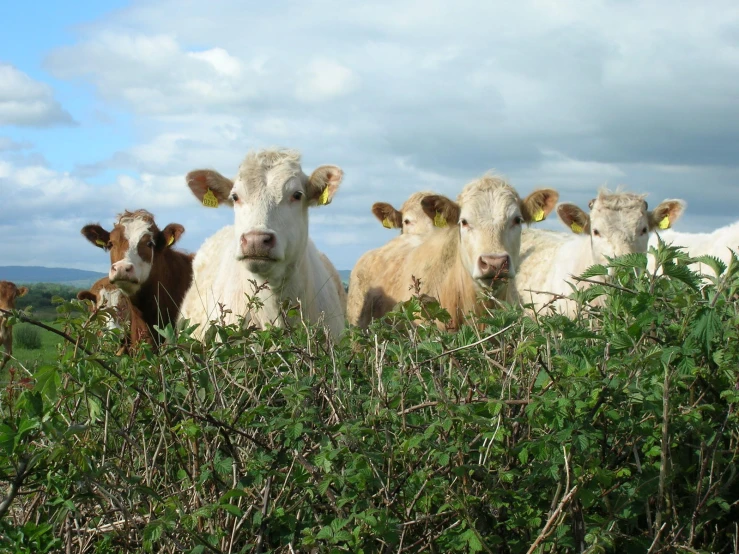 six cows standing together in some green bushes