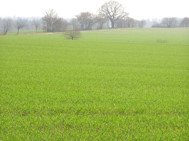 a red fire hydrant standing in a green field