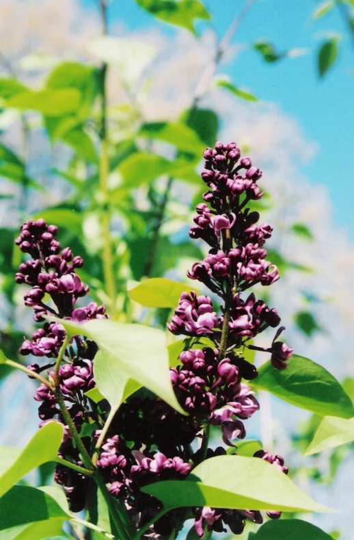 the green leaves and purple flowers of a tree