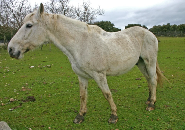 a white horse is in a field on green grass